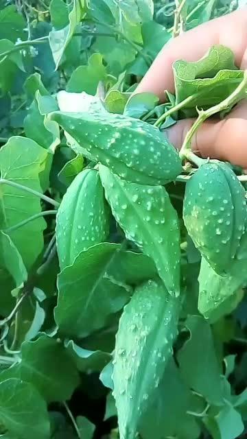 老品種樹瓜怎么吃,傳統(tǒng)與現(xiàn)代的完美融合