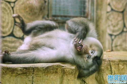 日本網(wǎng)紅猴哥是誰(shuí),網(wǎng)絡(luò)紅人背后的傳奇故事