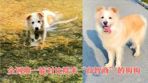 智商網(wǎng)紅狗