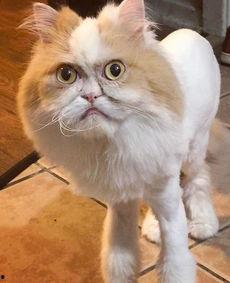 明星波斯貓,毛茸茸的明星，閃耀的時(shí)尚寵兒