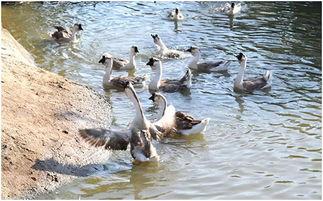 雁西湖周邊網(wǎng)紅吃什么,雁西湖周邊網(wǎng)紅美食大盤點