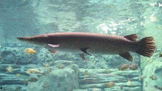 鱷雀鱔最新爆料新聞報(bào)道,最新爆料揭示潛在生態(tài)危機(jī)